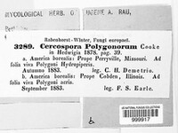 Cercospora polygonorum image